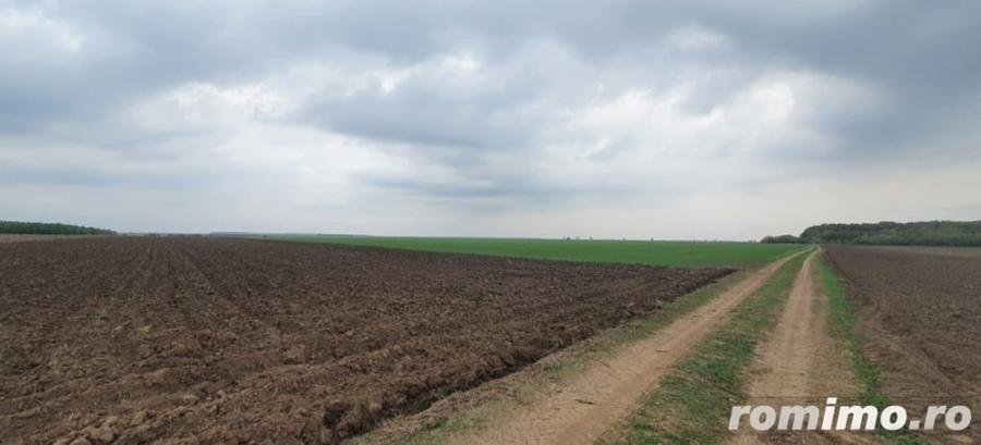 Teren de 27500 mp, în Belciugatele