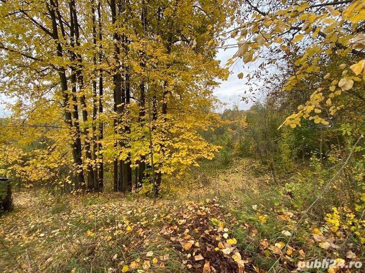 Teren de 6000 mp, în Provița de Sus