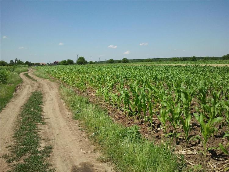 Teren de 3600 mp, în Moara Vlăsiei