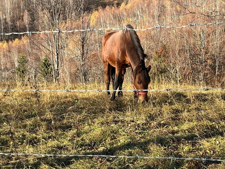 Teren agricol extravilan de 18860 mp, în Șinca Nouă