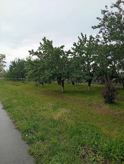 Casă cu Teren 2503 Mp în Central