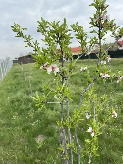 Teren de 900 mp, în Morteni