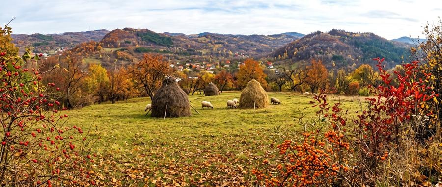 Teren Construcții intravilan de 2623 mp, în Capul Câmpului