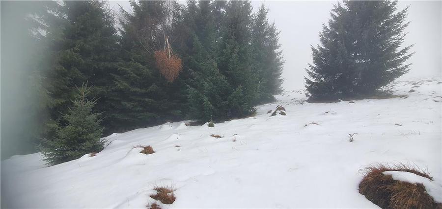 Teren agricol extravilan de 5000 mp, în Păltiniș