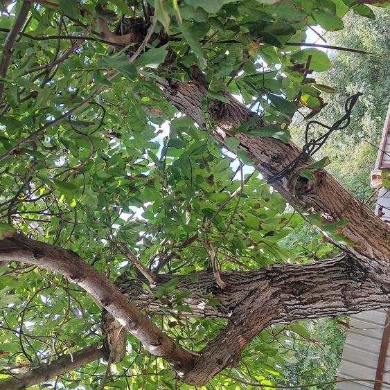 Casă cu 2 camere cu Teren 1000 Mp în Costuleni