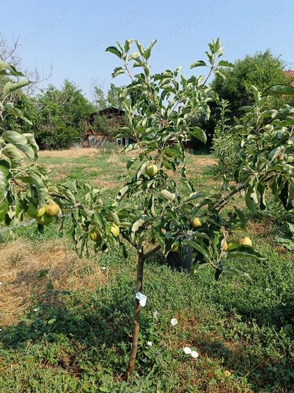 Teren intravilan de vanzare in Uzunu - 8