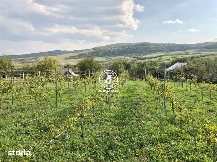 Teren de 6200 mp, în Mogoșești