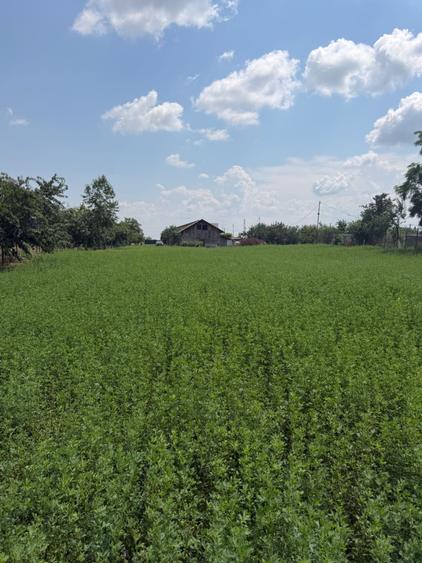 Teren de 3899 mp, în Filipeștii de Pădure