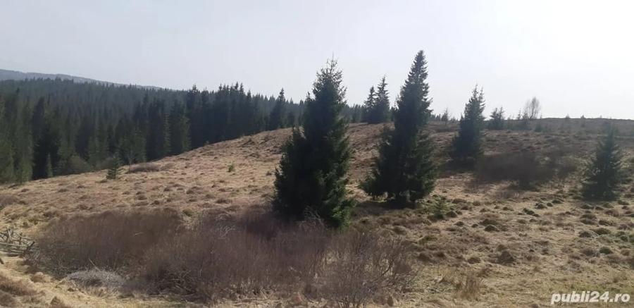 Teren de 9000 mp, în Bălcești (Beliș)