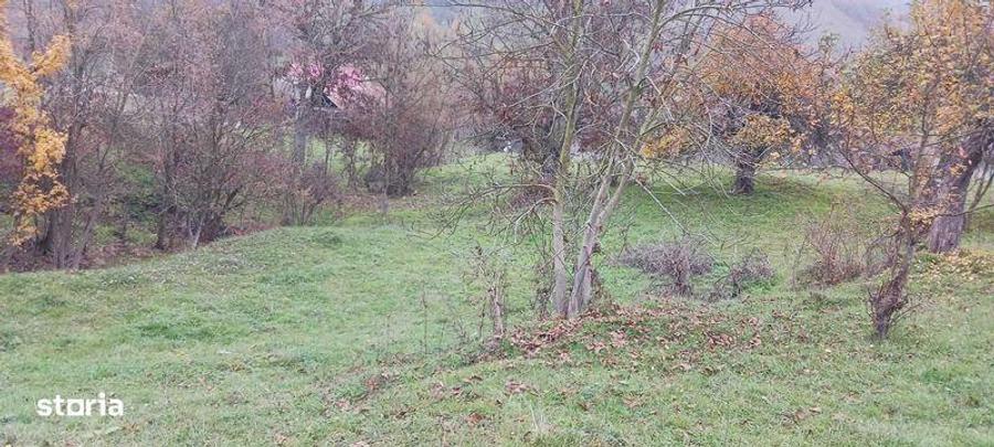 Teren de 7800 mp, în Țaga