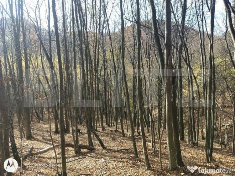 Teren extravilan de vanzare, 3.5 ha padure + pasune in Comun - 1