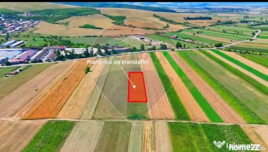 Teren de 7000 mp, în Teliu