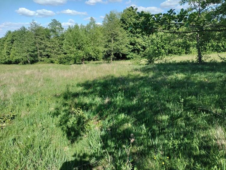 Teren de 5000 mp, în Vicovu de Sus