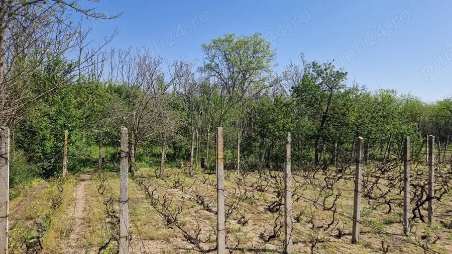 Casă cu 5 camere cu Teren 3937 Mp în Ianca