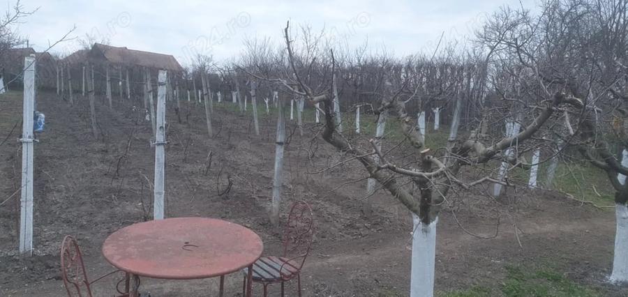 Teren de 966 mp, în Păuca