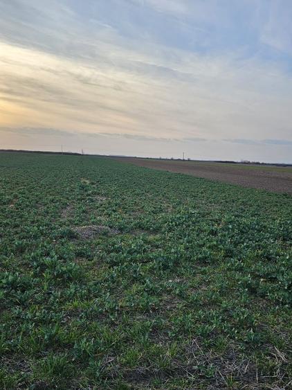 Teren agricol extravilan de 21600 mp, în Satu Nou