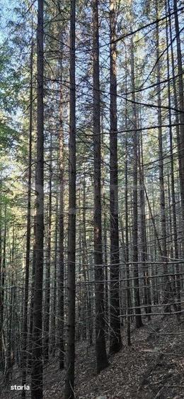 Teren de 17500 mp, în Vama