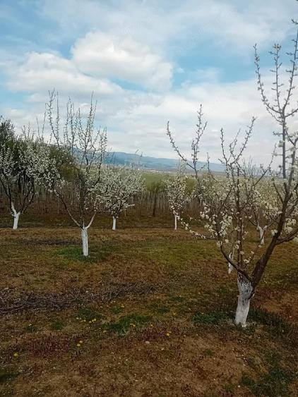 Teren de 7500 mp, în Grui