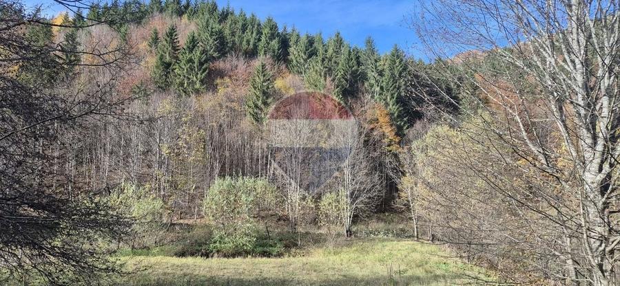 Teren Construcții intravilan de 2800 mp, în Tarcău