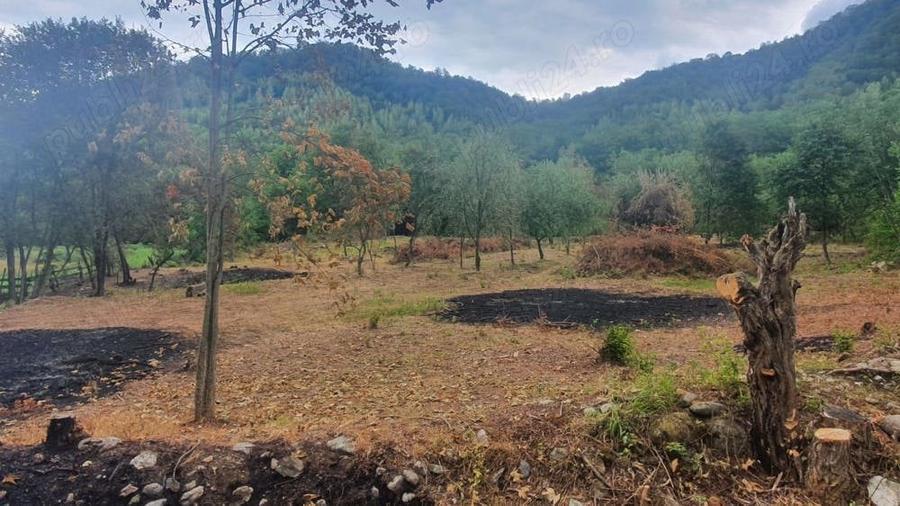 Teren de 5000 mp, în Borlova
