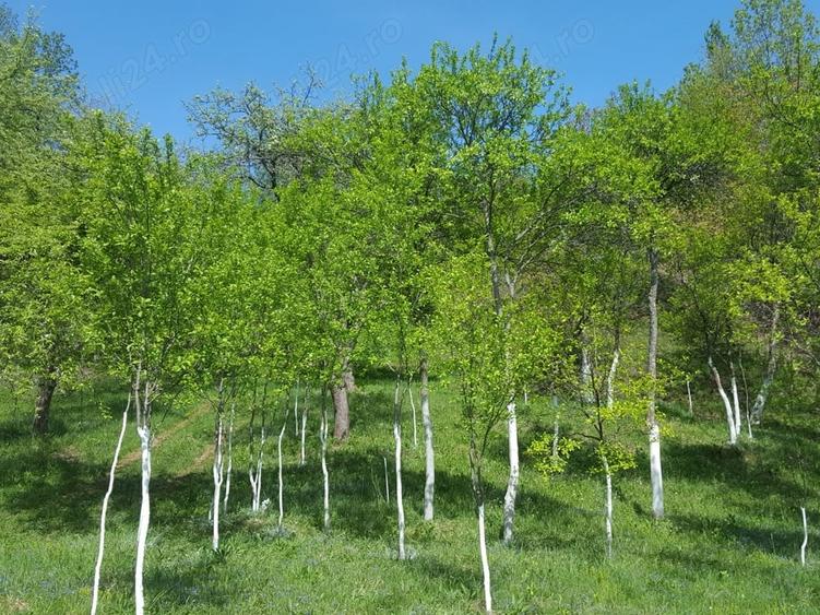 Teren de 9000 mp, în Pogara
