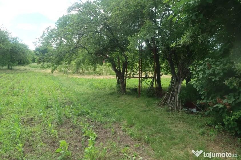 Casă cu 5 camere în Valea Arinilor