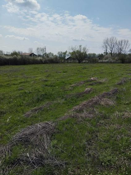 Teren de 5000 mp, în Șimian