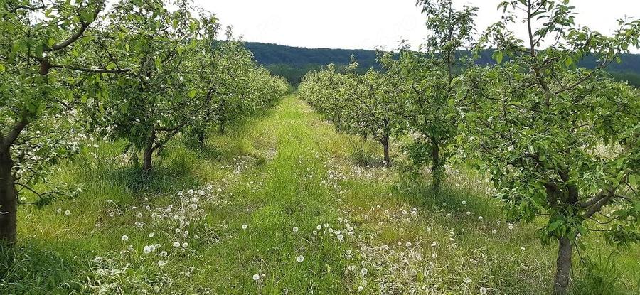 Teren de 10000 mp, în Voinești