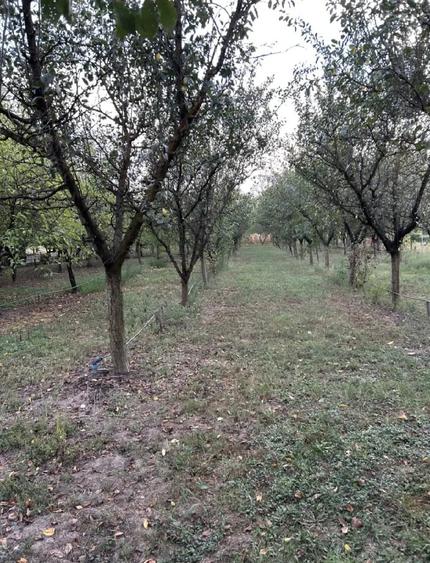 Teren de 1400 mp, în Cermei