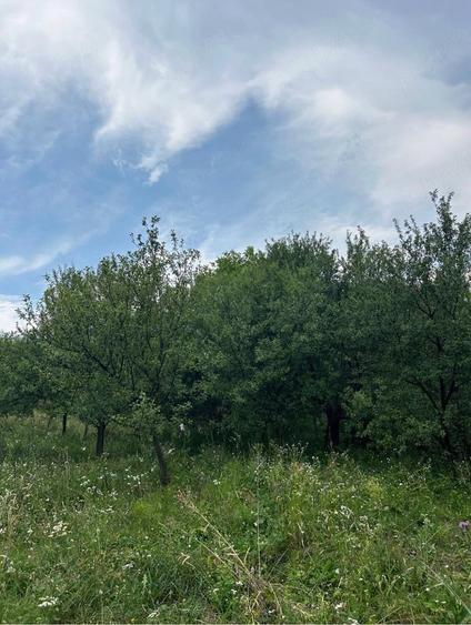 Teren de 5000 mp, în Corbi