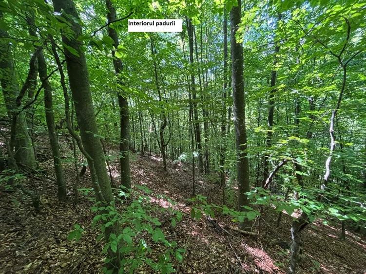 Teren de 35000 mp, în Parva