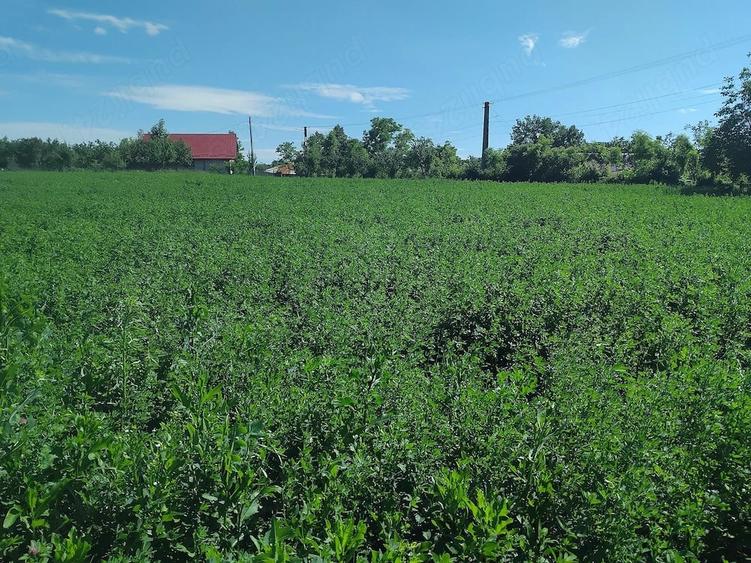Teren de 2500 mp, în Popești