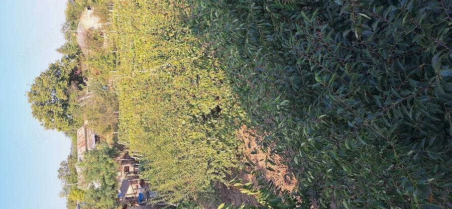 Casă cu Teren 1130 Mp în Central