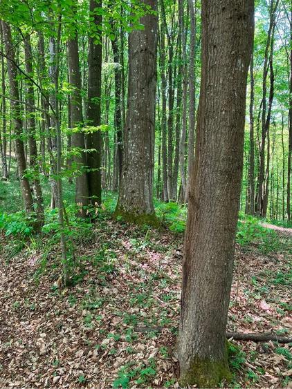 Teren de 100000 mp, în Ohaba-Mâtnic