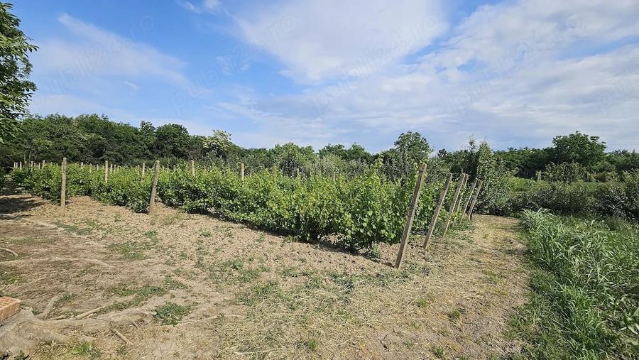 Casă cu 4 camere cu Teren 3405 Mp în Suraia