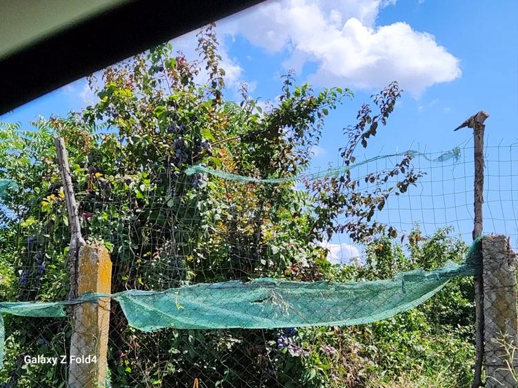 Casă individuală cu 3 camere cu Teren 2894 Mp în Segarcea-Vale