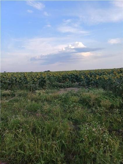 Teren agricol intravilan de 11834 mp, în Ferme