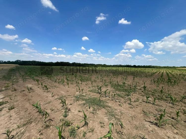 Teren de 8006 mp, în Nojorid