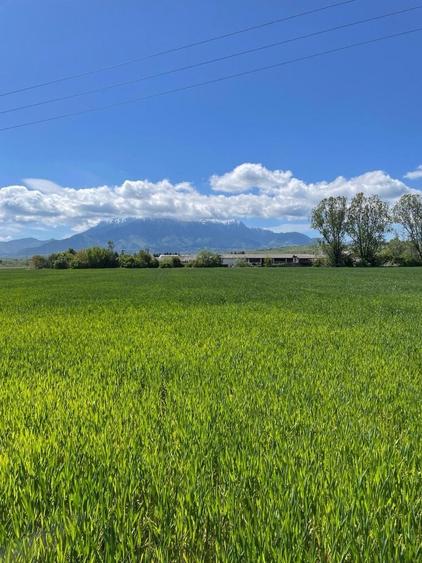 Teren de 1500 mp, în Tohanu Vechi