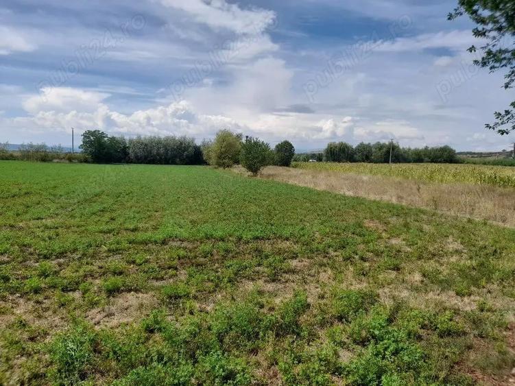 Casă cu Teren 5741 Mp în Lunca Mureșului