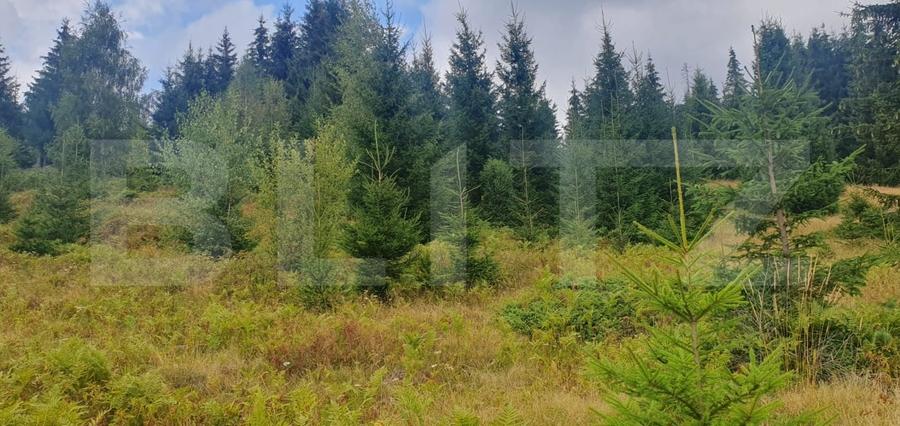 Teren Construcții extravilan de 42152 mp, în Vatra Dornei