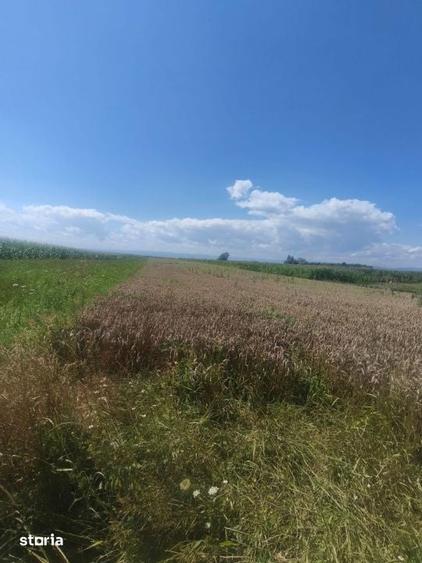 Teren de 10000 mp, în Frătăuții Vechi