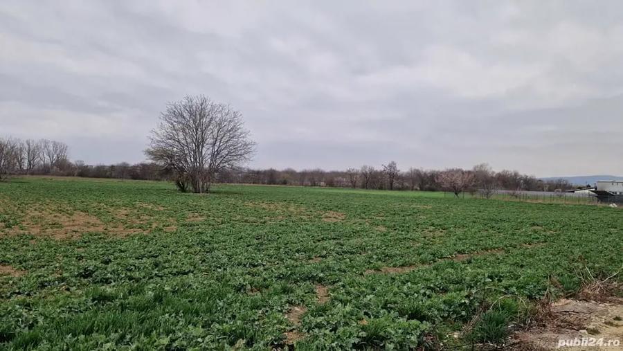 Teren de 2000 mp, în Sud