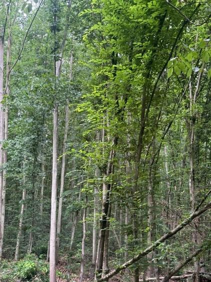 Teren extravilan de 174000 mp, în Buteni