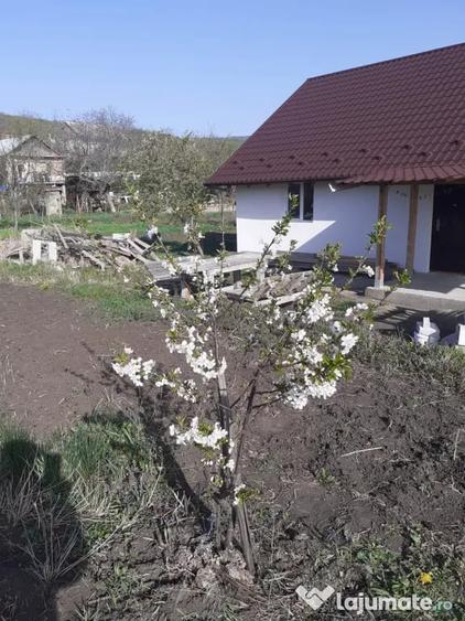 Casă cu 3 camere în Central