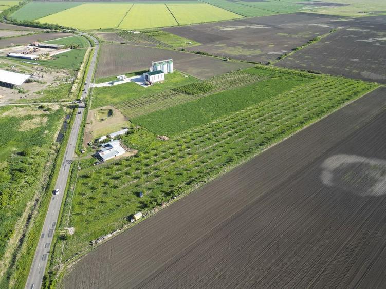 Livada de nuci ?i pruni 2.4ha in Varia?u Mare - 16
