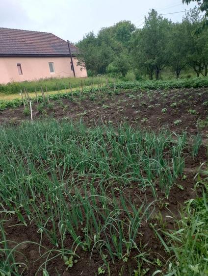 Casă cu 3 camere în Morlaca