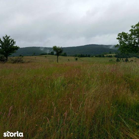 Teren de 5754 mp, în Ohaba Lungă