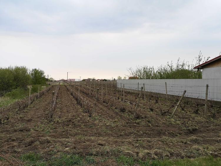 Teren de 1500 mp, în Odobești