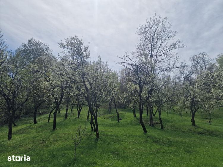 Teren de 12000 mp, în Ghioșești